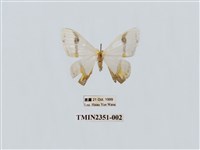 藏品(啞鈴帶鉤蛾)的圖片